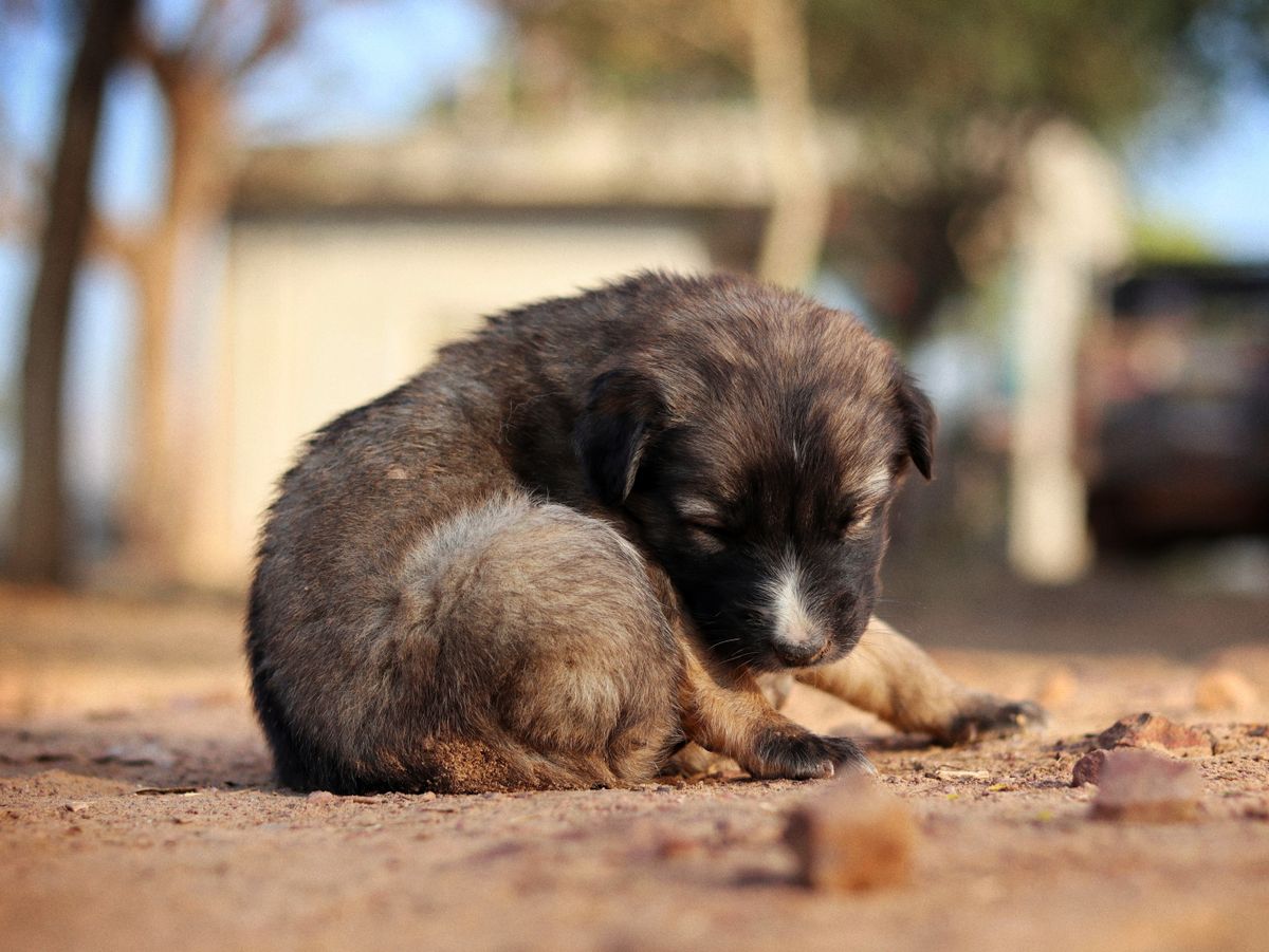 Cachorro descansando al aire libre