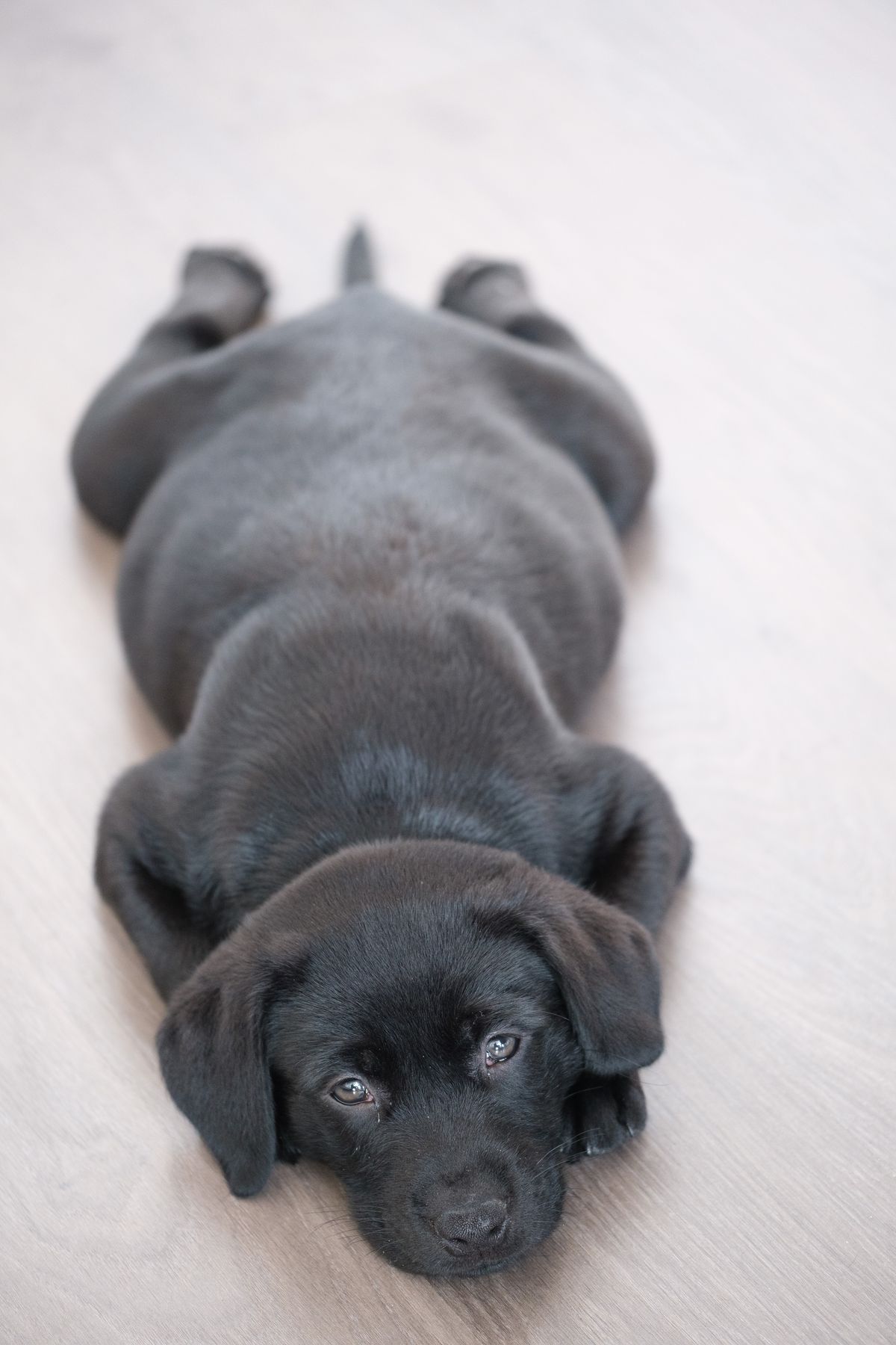Cachorro labrador negro tumbado en el suelo