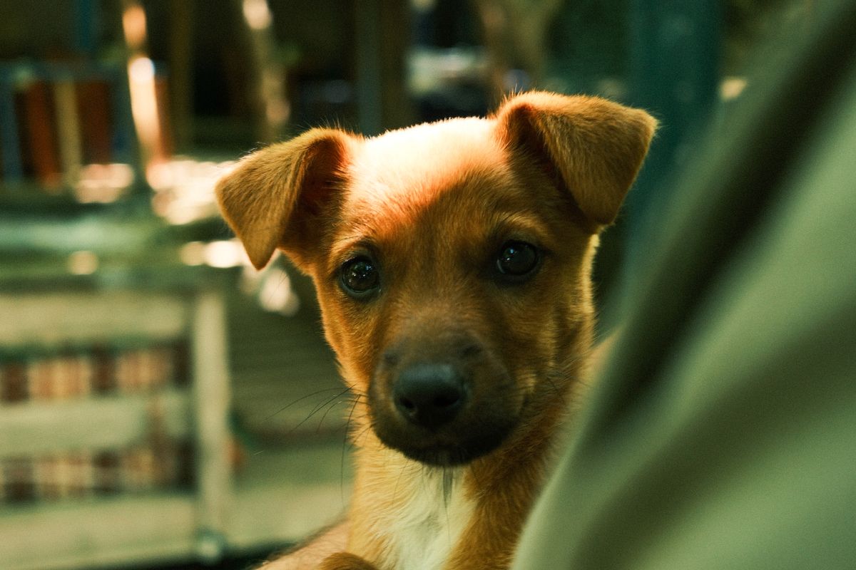 Cachorro marrón de cerca