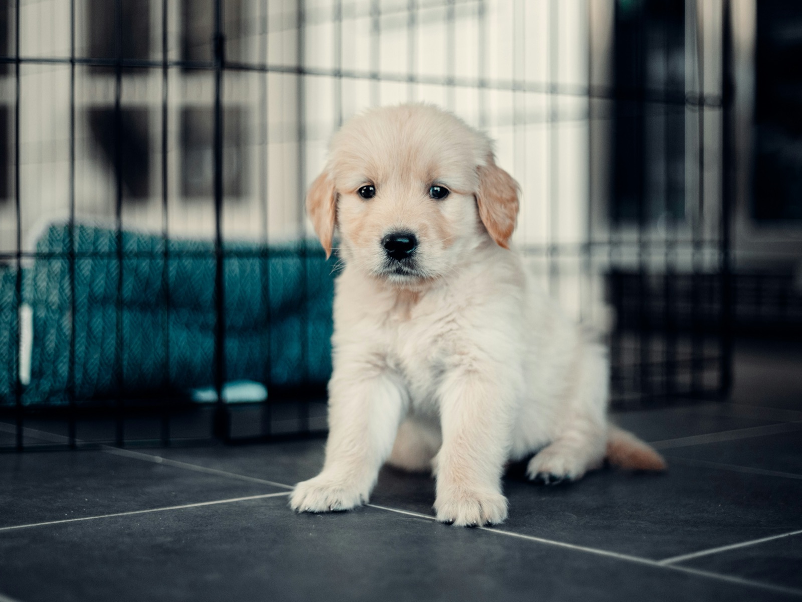 Cachorro de golden retriever sentado junto a una jaula, con expresión tranquila