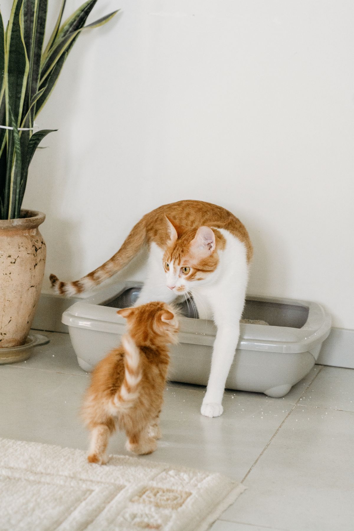 Gata y su gatito cerca del arenero