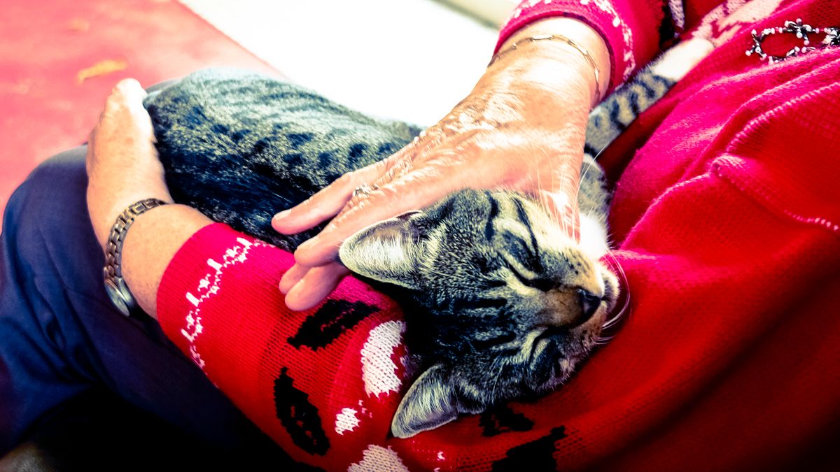 Gato atigrado plateado dormido en las manos de una persona