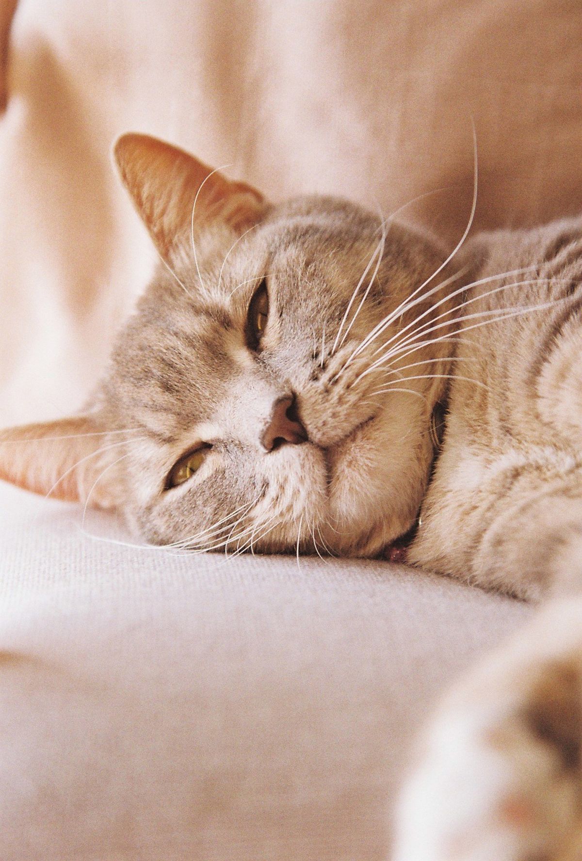 Gato doméstico descansando en el sofá