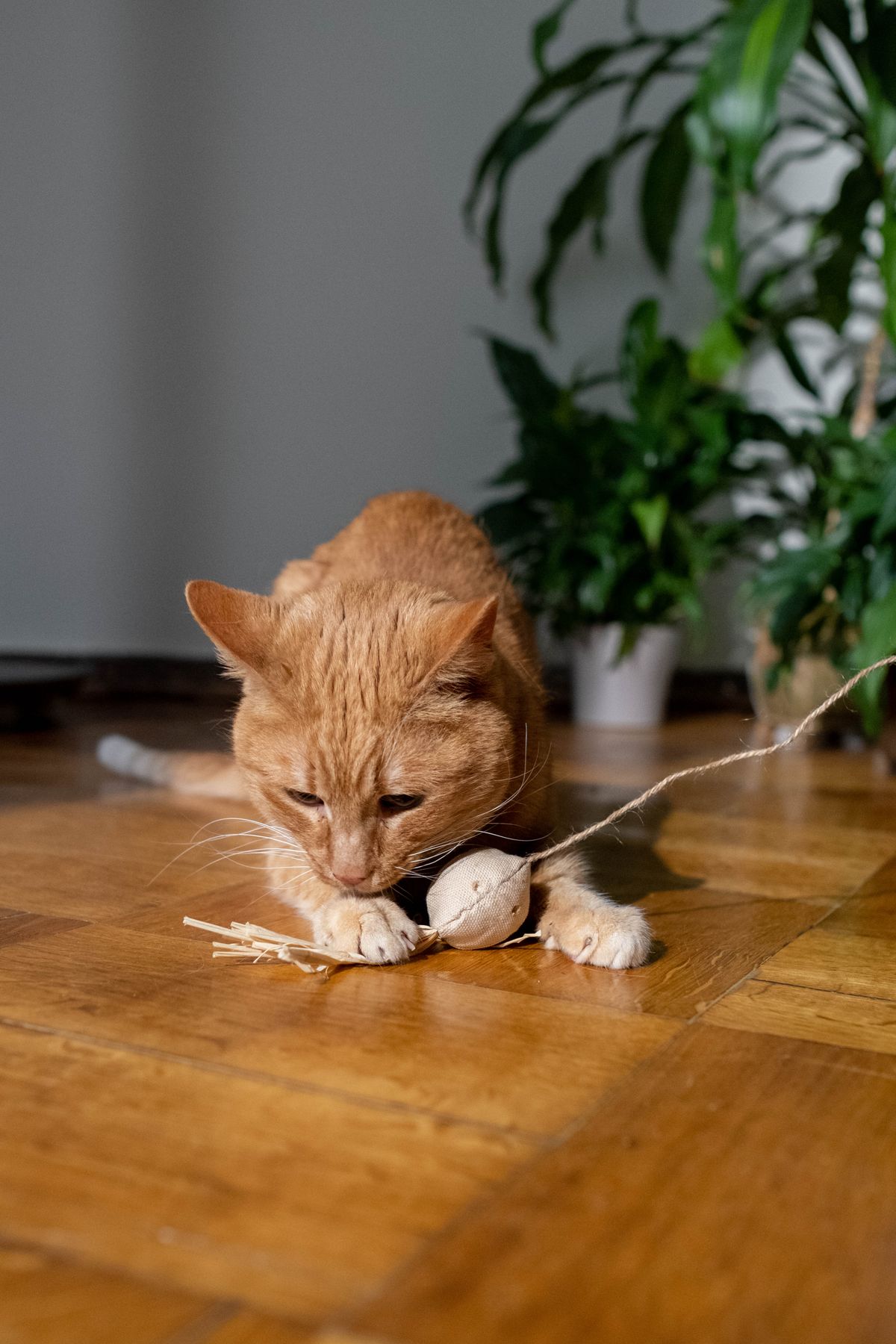 Gato naranja jugando rodeado de plantas en casa