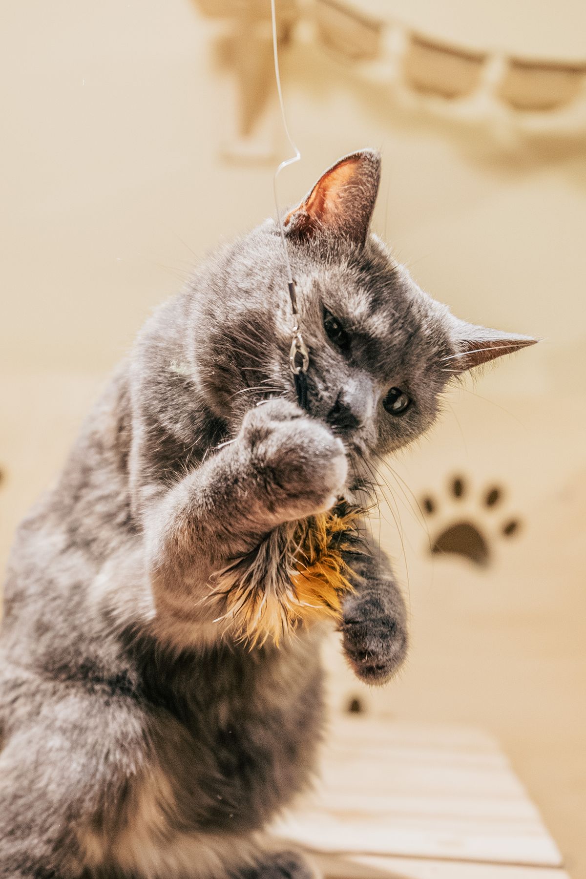 Gato gris jugando con una pluma
