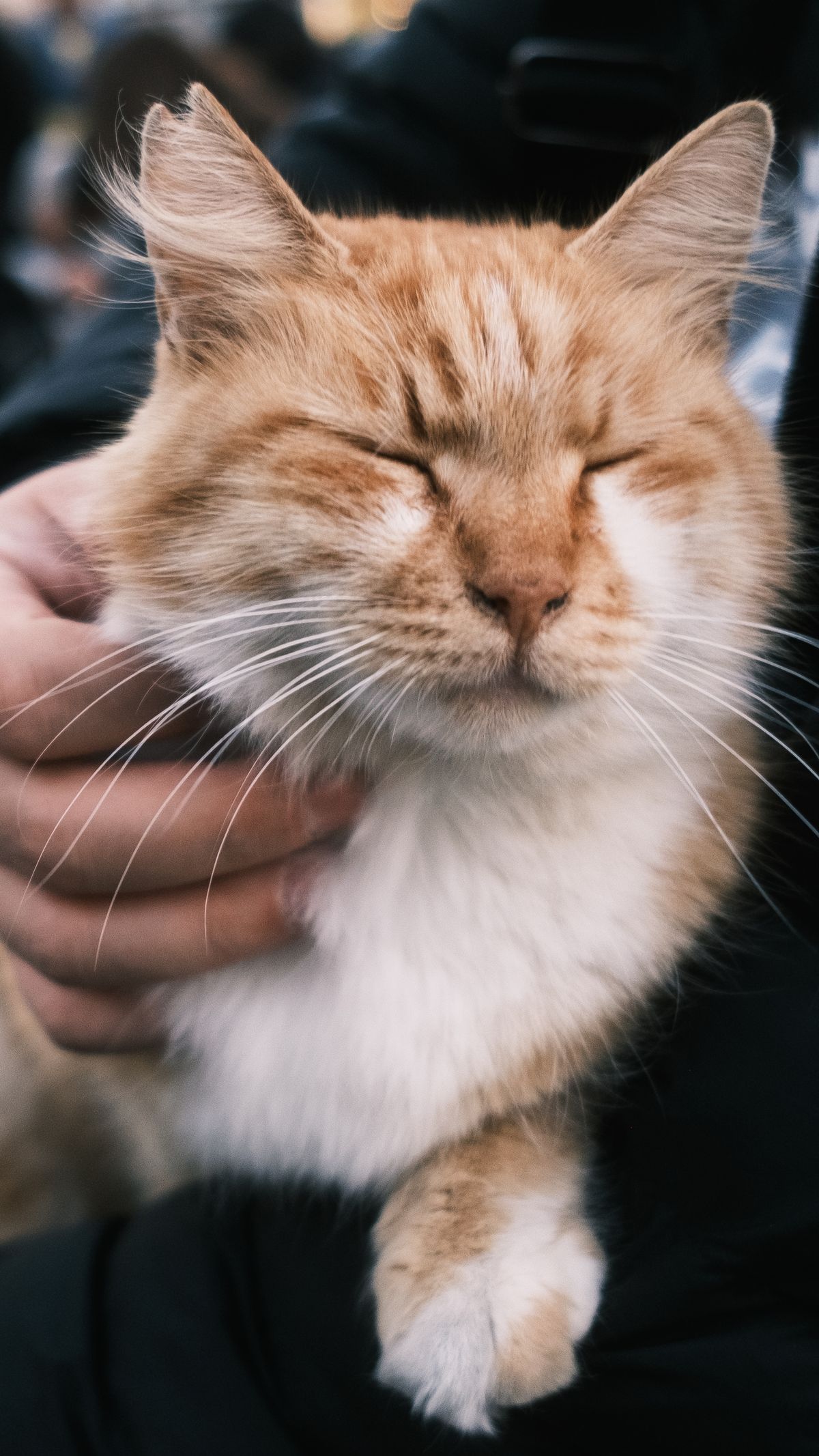 Gato pelirrojo relajado mientras lo acarician