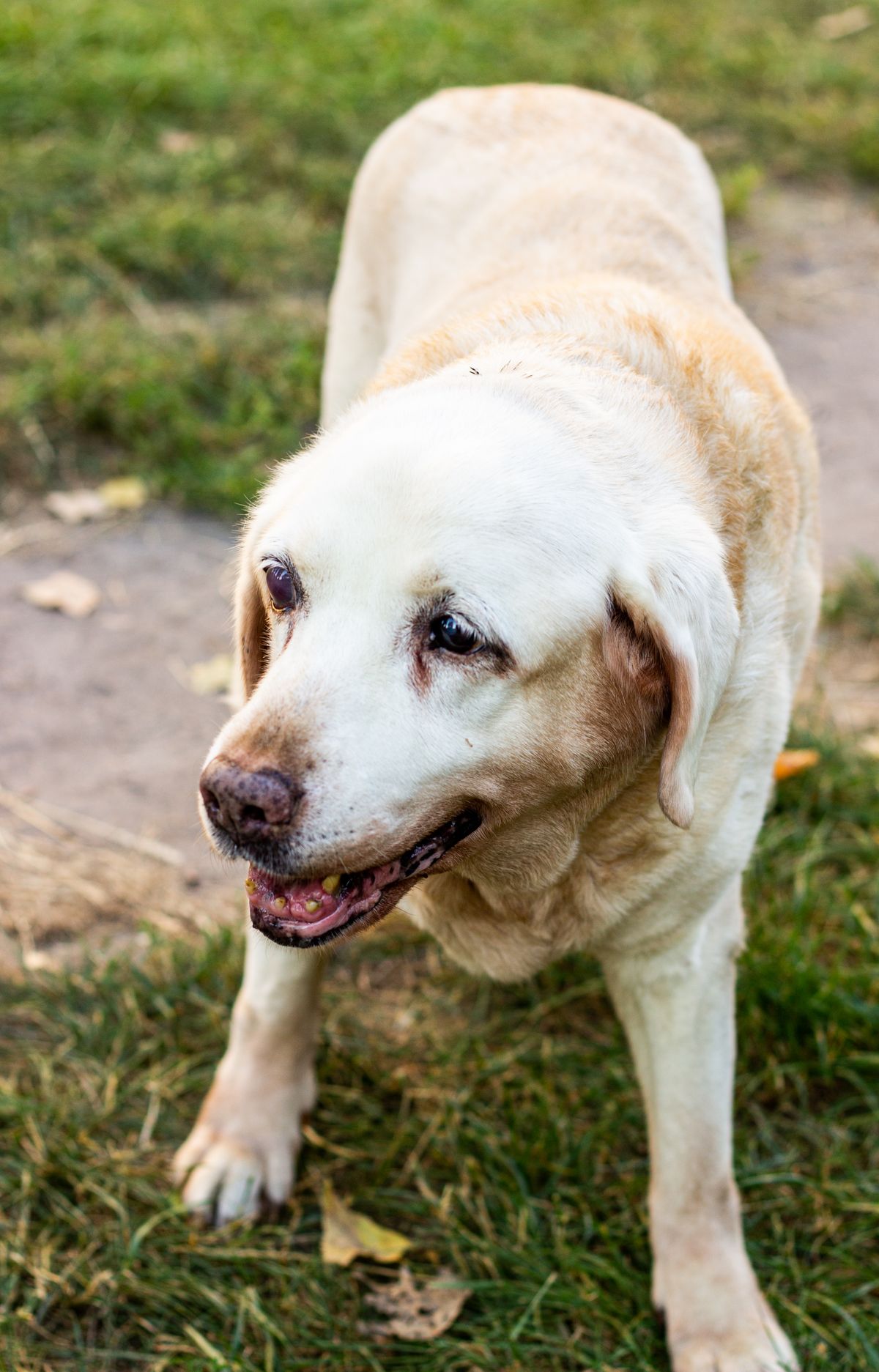 Labrador anciano en un jardín soleado