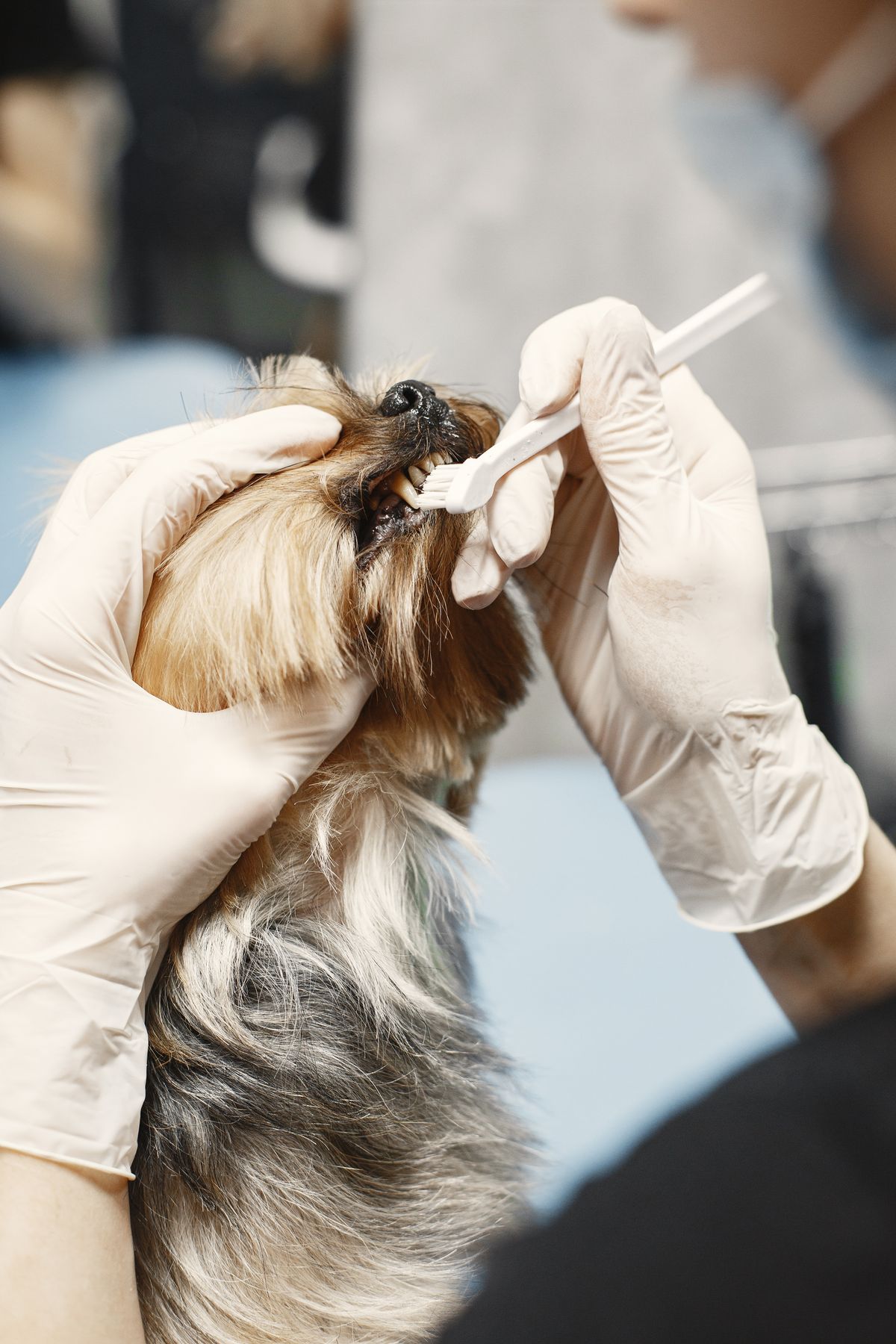 Veterinaria limpiando los dientes de un perro pequeño con un cepillo dental