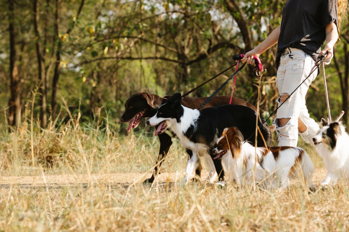 Paseador con varios perros en un parque