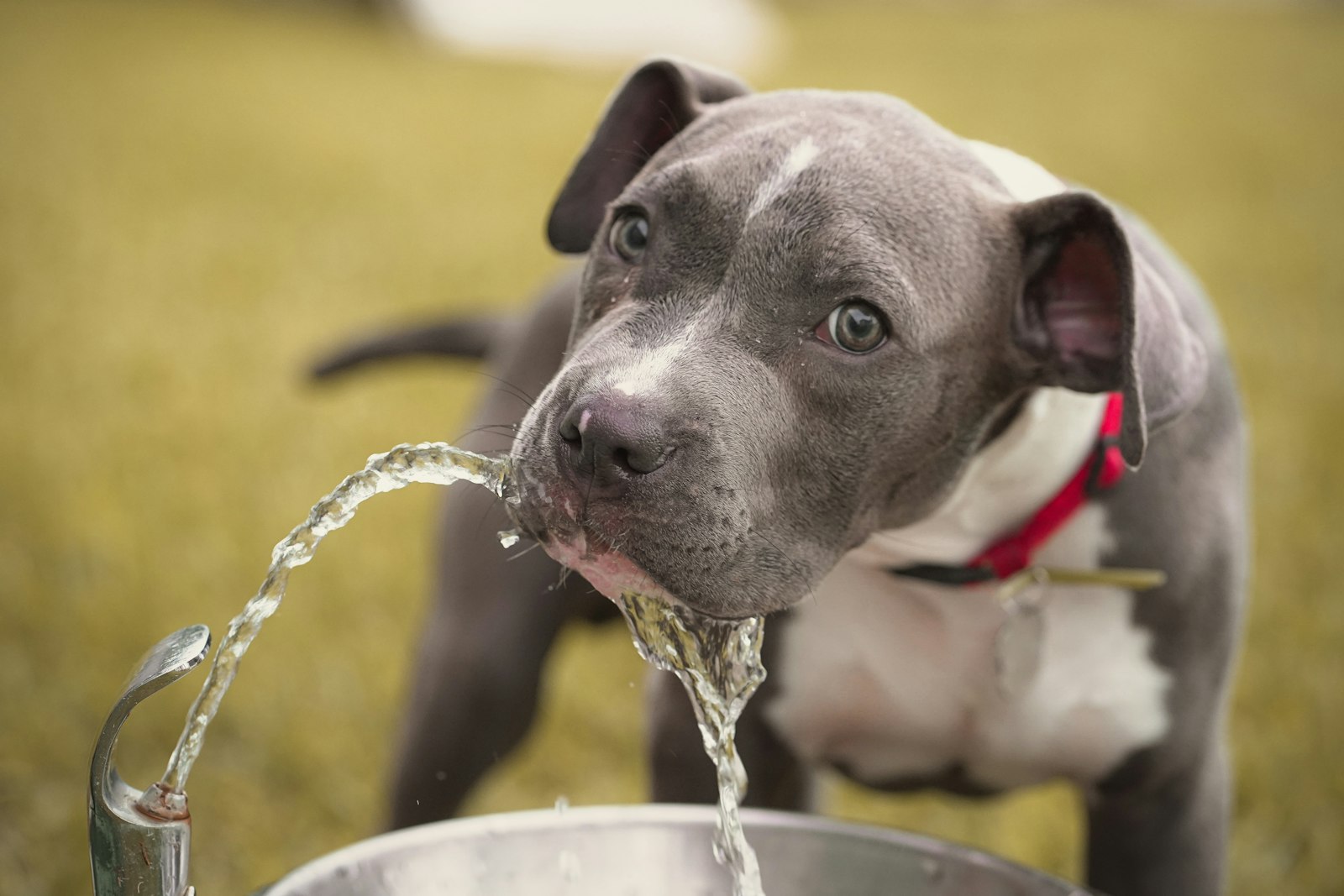 Perro gris y blanco bebiendo agua del chorro de una fuente al aire libre