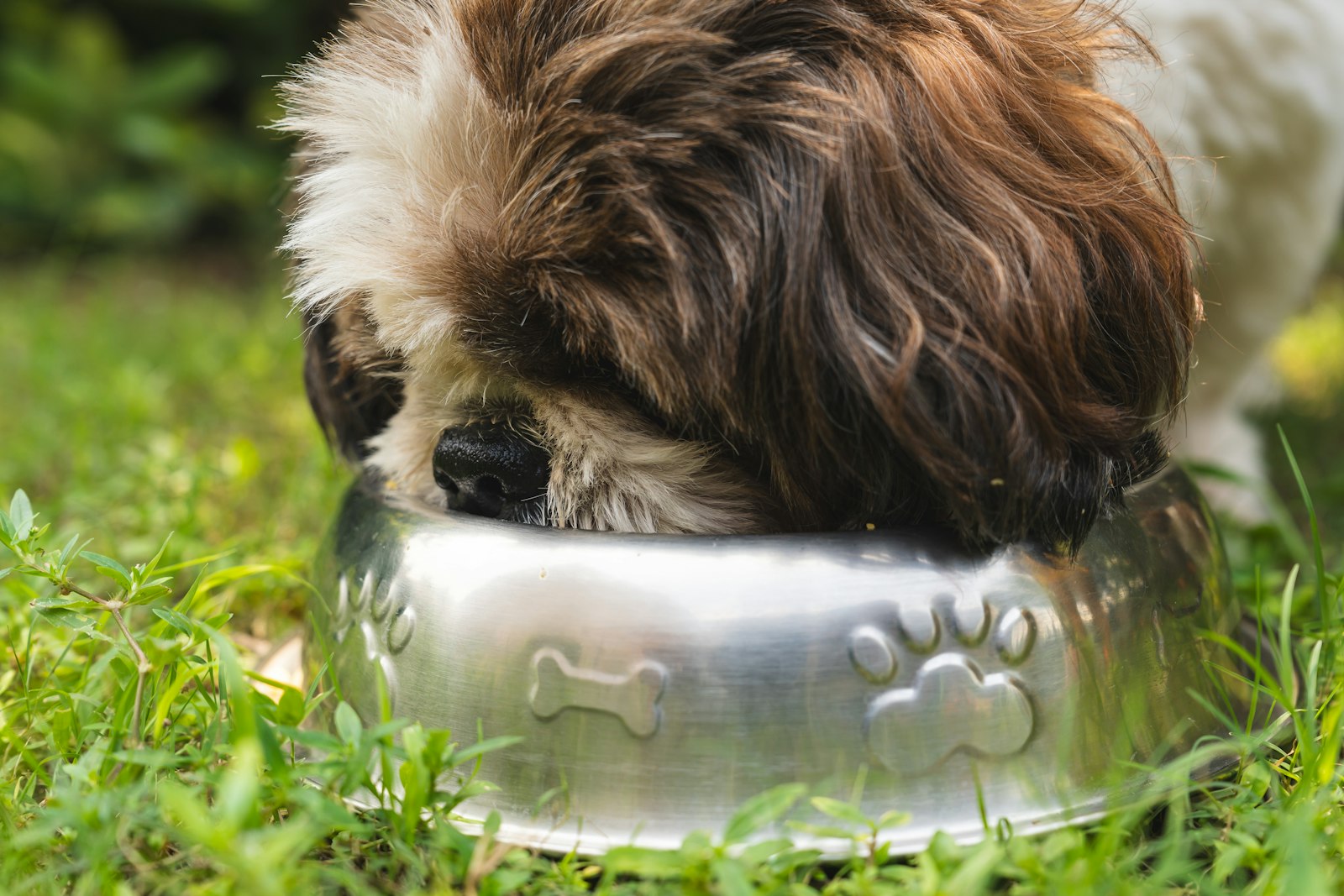 Perro de pelo largo marrón y blanco comiendo pienso de un cuenco de metal sobre la hierba