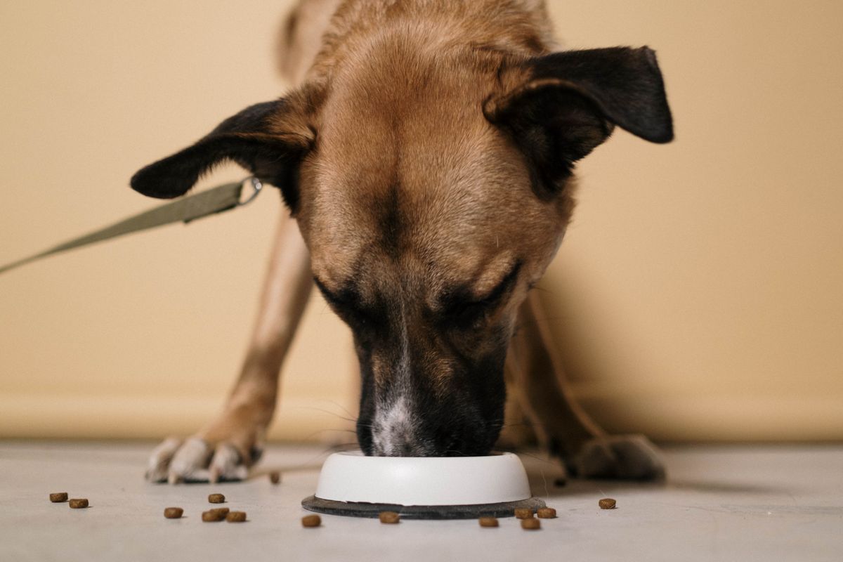 Perro comiendo pienso de un cuenco
