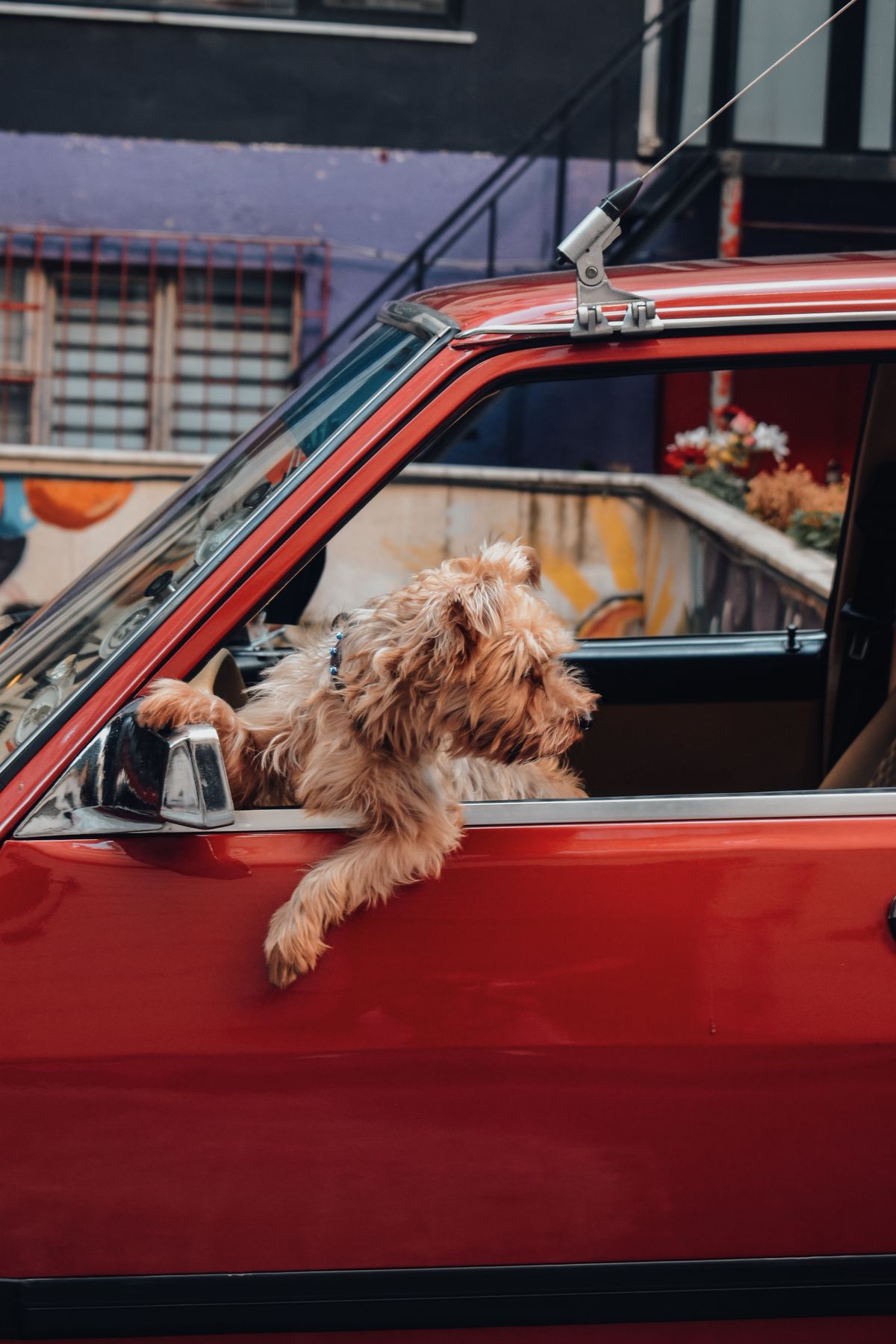 Perro marrón asomado a la ventanilla de un coche