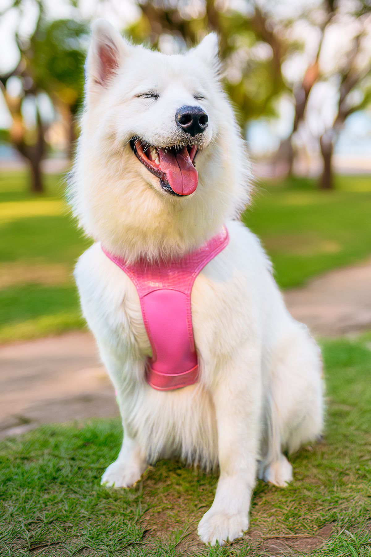 Perro samoyedo con arnés rosa en un parque