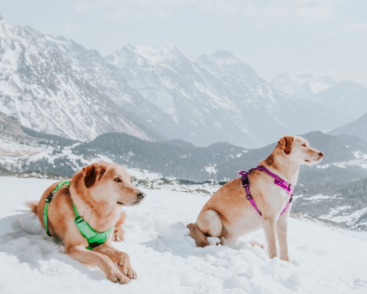 Perros sentados con arneses de colores