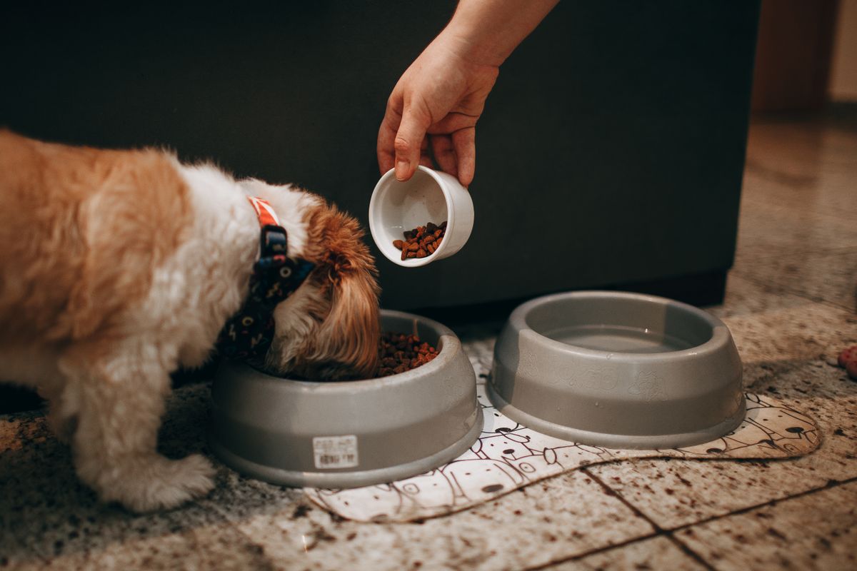 Persona dando de comer a un perro