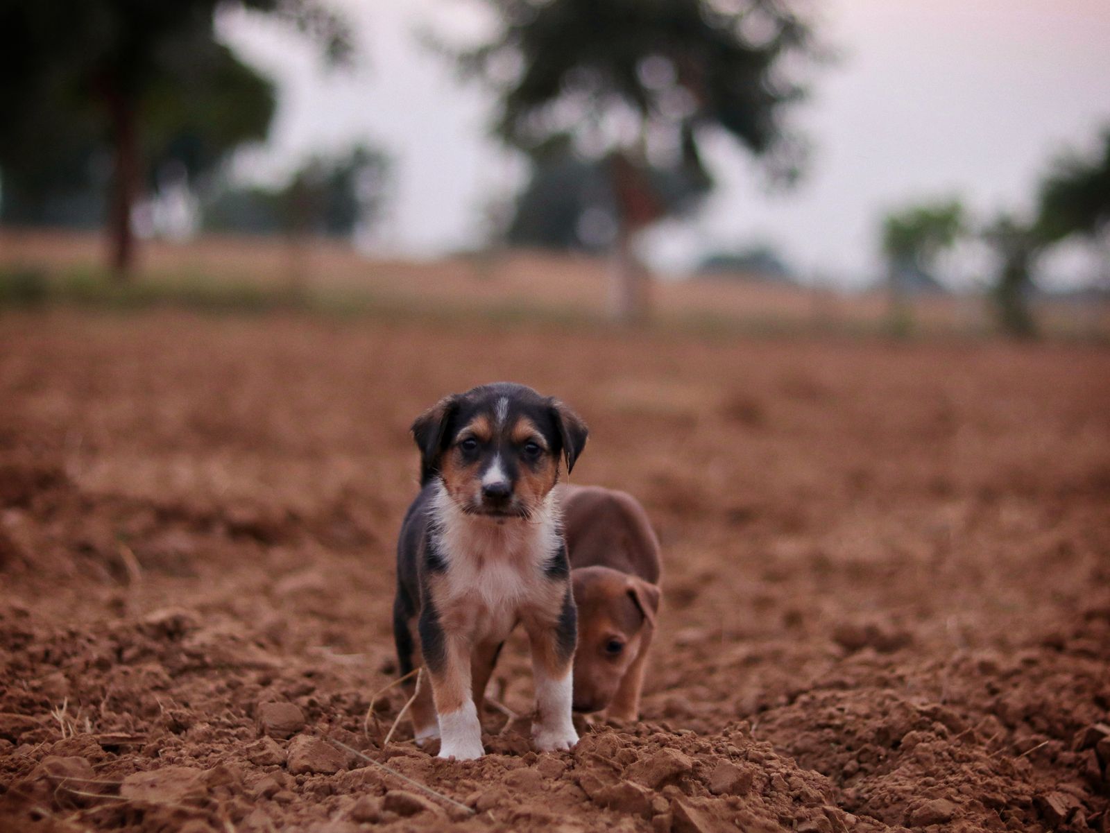 Dos cachorros explorando un campo abierto
