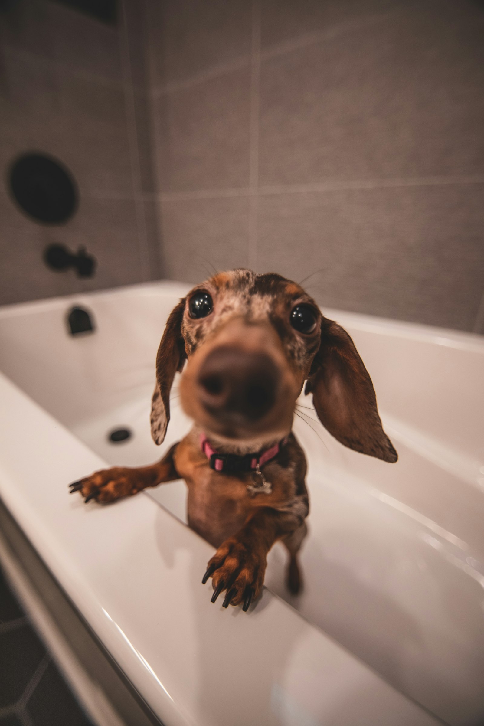 Perro salchicha marrón dentro de una bañera blanca