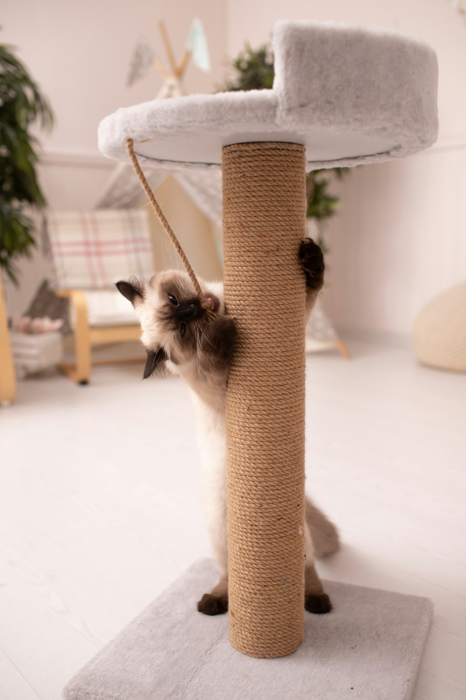 Gato jugando en un rascador alto de cuerda en un salón