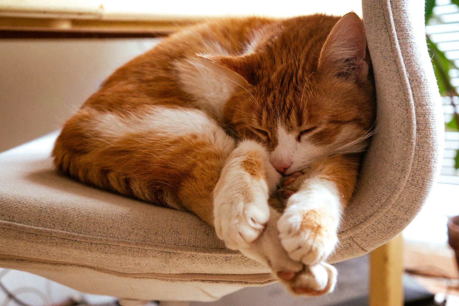 Gato naranja y blanco durmiendo acurrucado en una silla tapizada