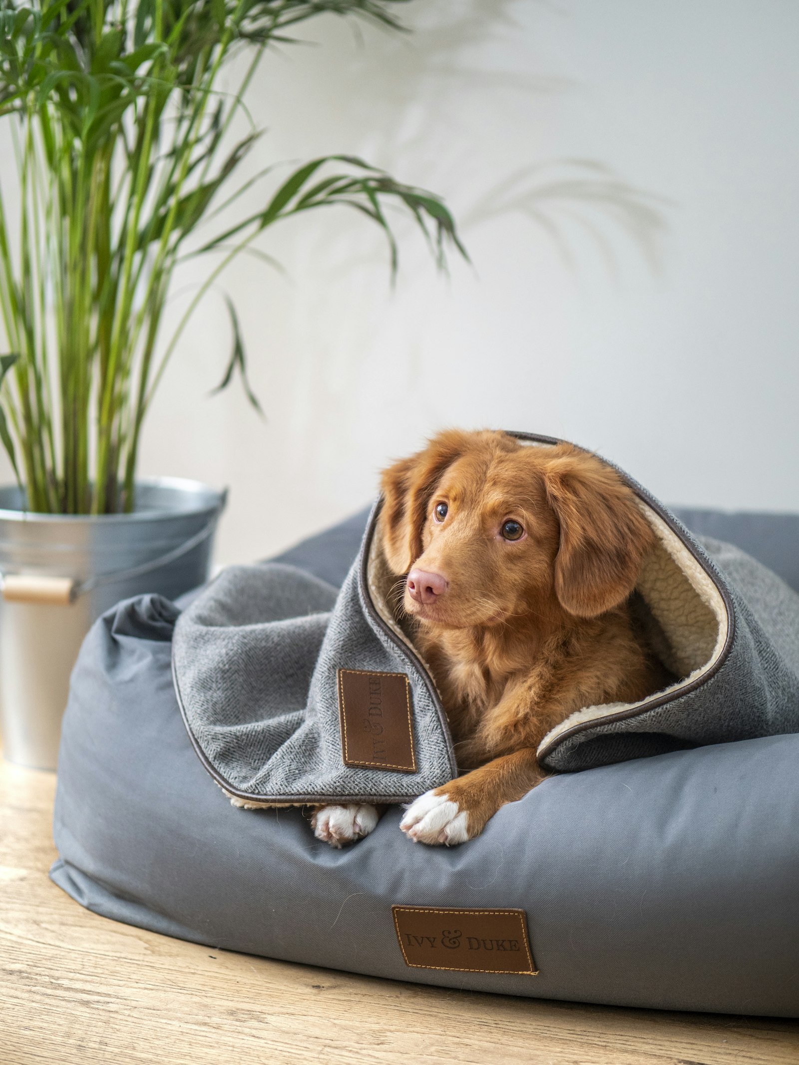 Perro de pelo marrón tumbado en una cama gris tapado con una manta