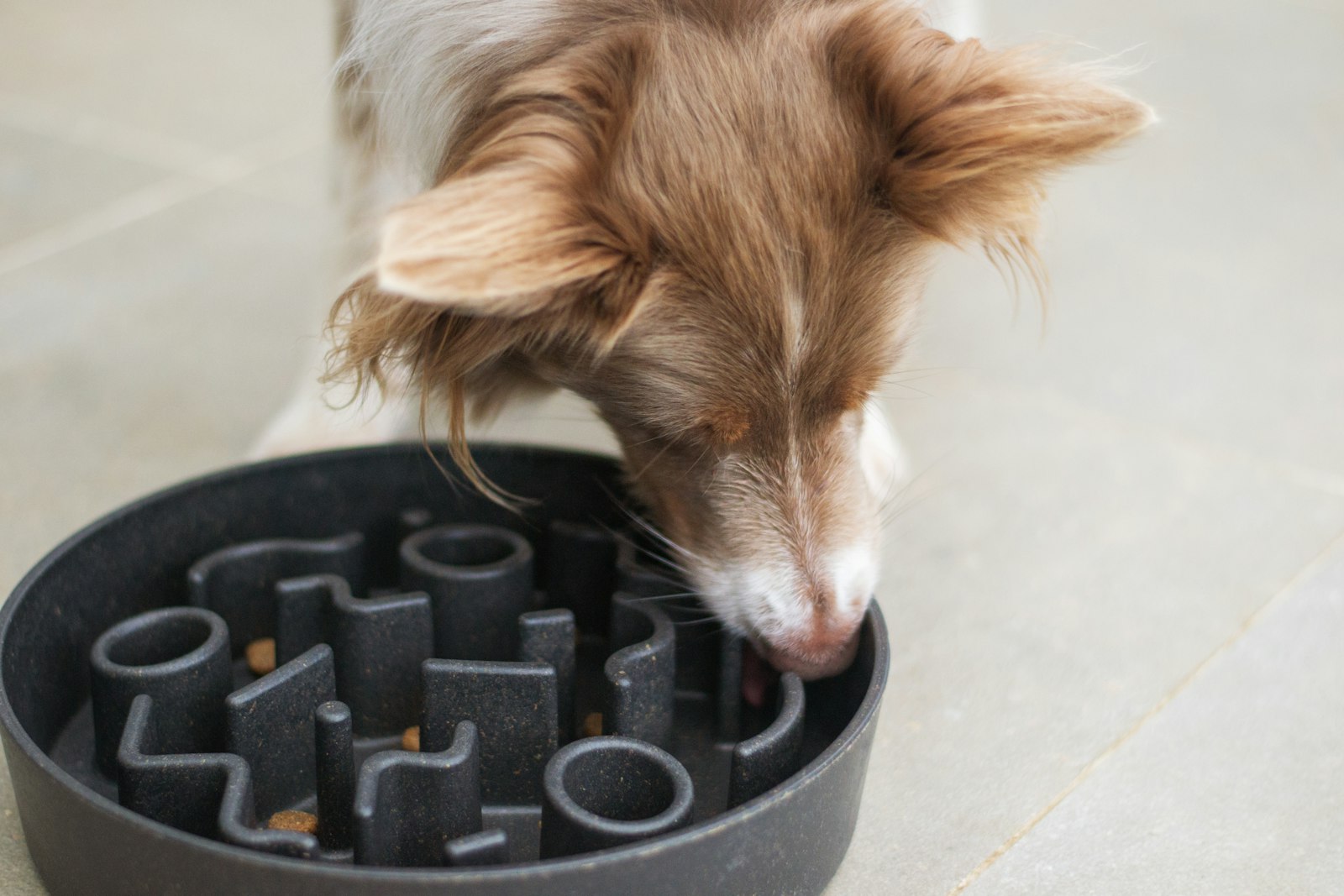 Perro de pelo marrón y blanco comiendo pienso de un cuenco negro con relieves