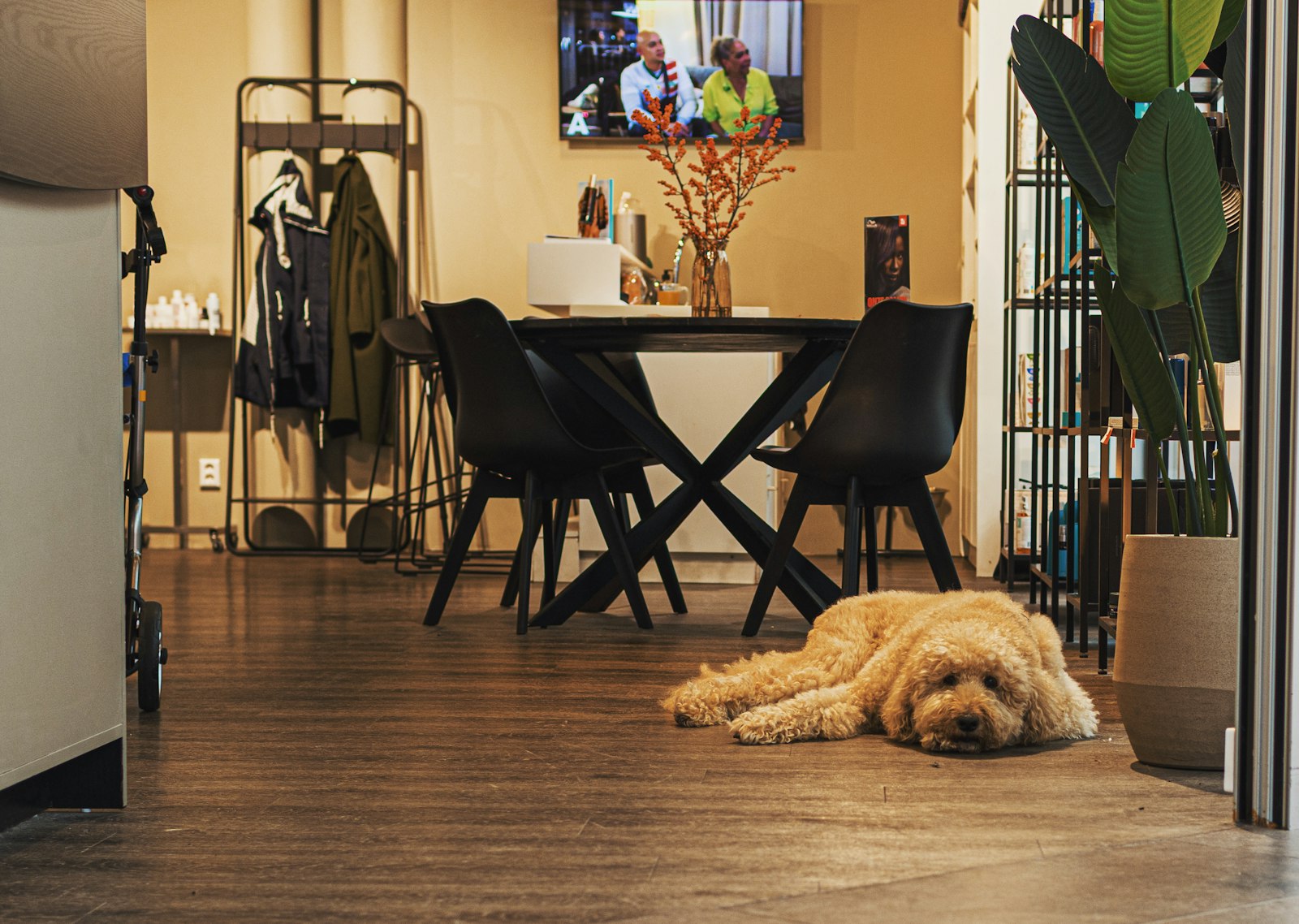 Perro de pelo rizado color crema tumbado en el suelo de madera de un salón