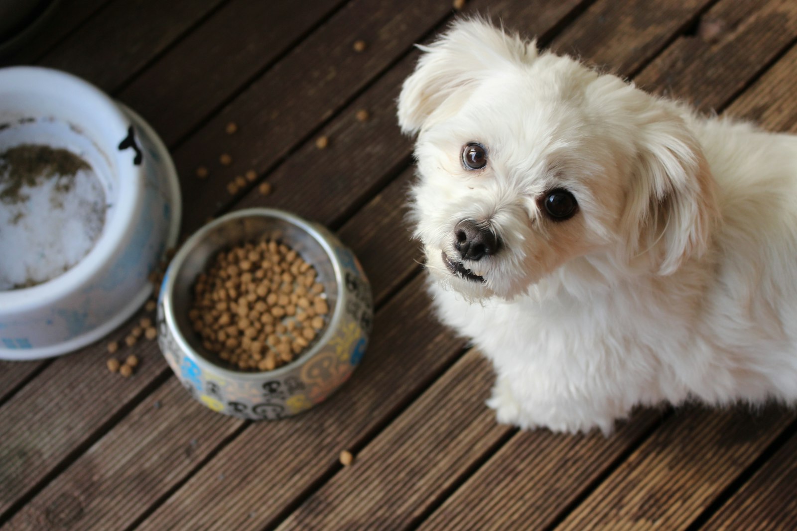 Perro pequeño de pelo blanco mirando hacia arriba junto a su cuenco de pienso, con algunas bolitas caídas por el suelo