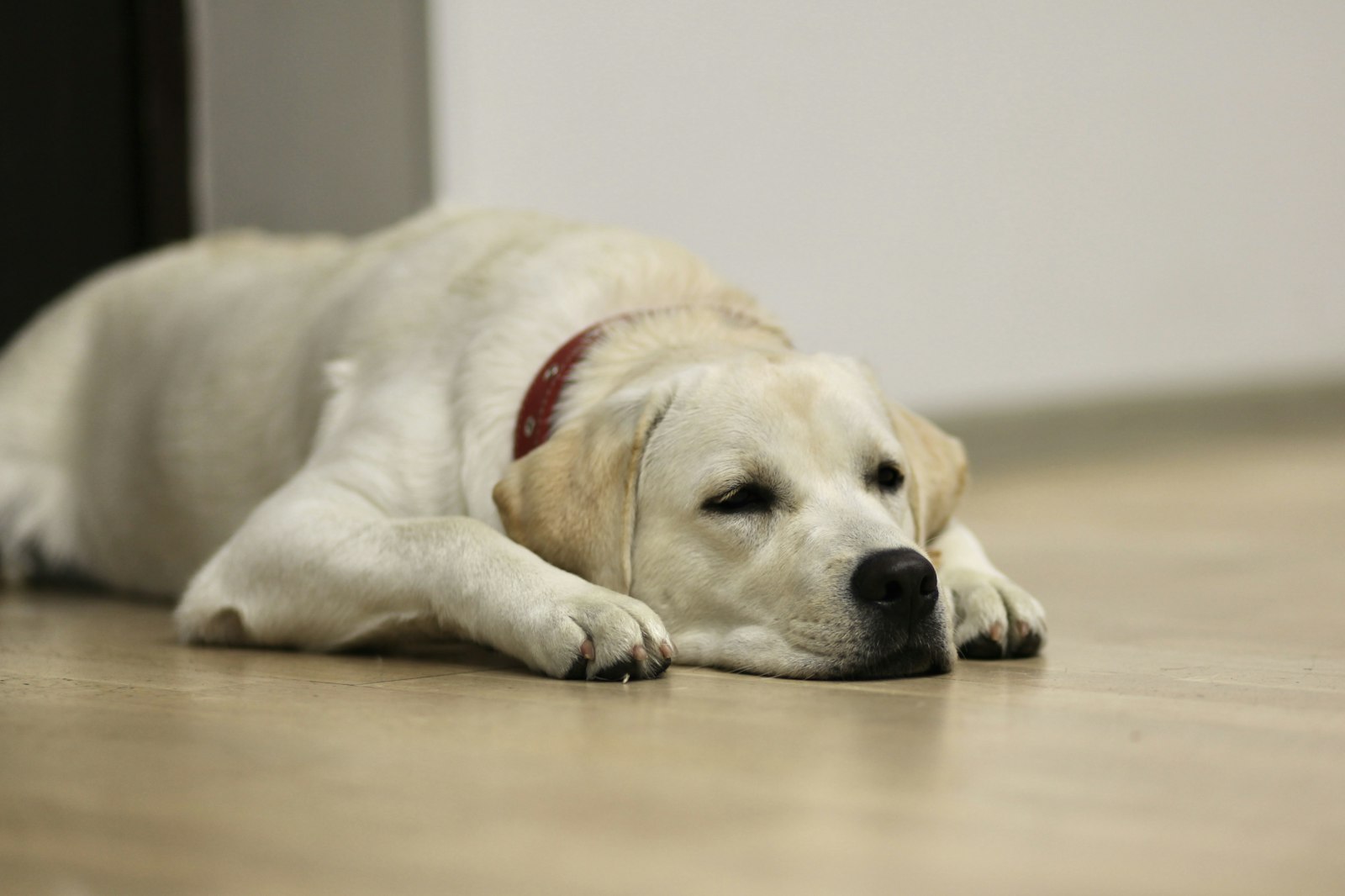 Perro labrador de color claro tumbado en el suelo con la cabeza apoyada y aspecto decaído