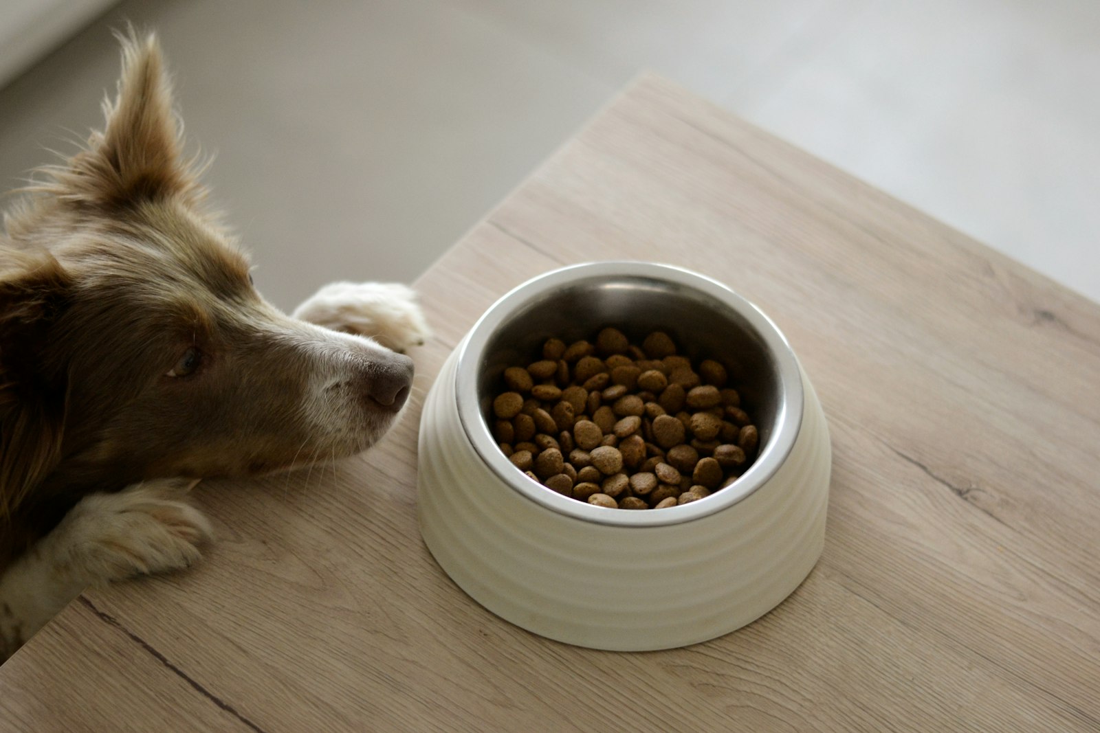 Perro marrón y blanco apoyado en una mesa mirando un cuenco con pienso