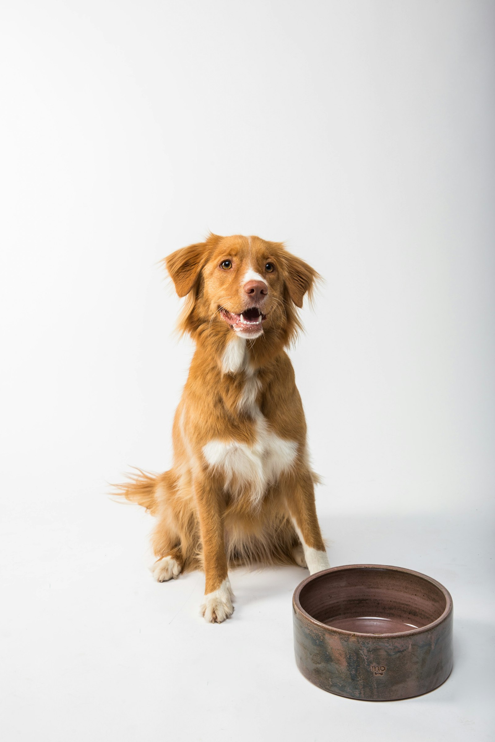 Perro tumbado junto a su cuenco de comida sin comer